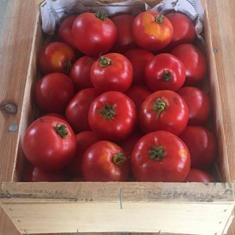 5 kg de tomates rondes
