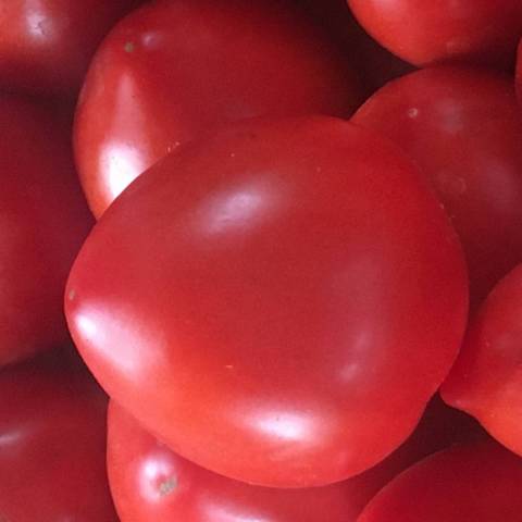 1 kg de tomates Toupie des Fontenelles