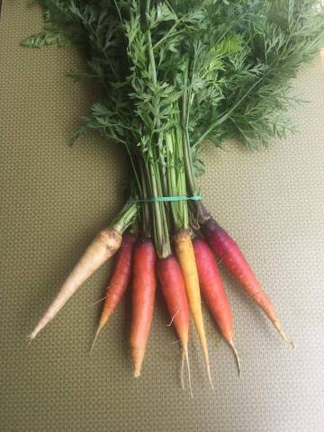 1 botte de carottes 3 couleurs