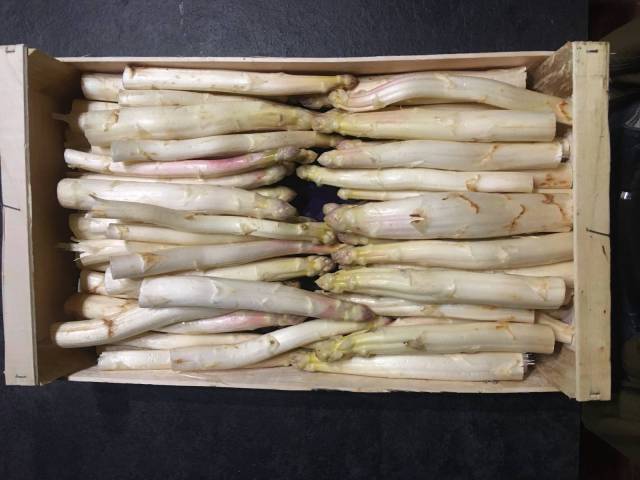 1,5 kg d'asperges blanches